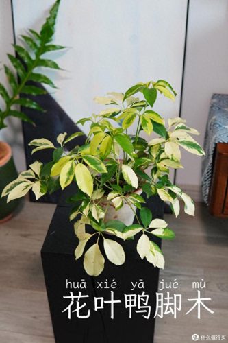 十大放心植物排行榜图片(十大最旺办公室的植物)插图9