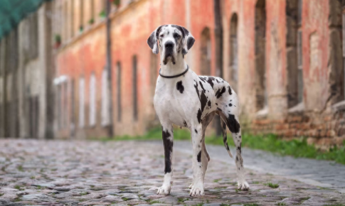 国内巨型犬种排名前十(十大犬种排行榜)插图 国内巨型犬种排名前十(十大犬种排行榜)插图