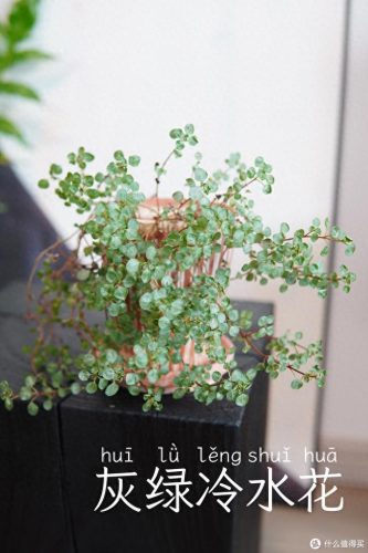 十大放心植物排行榜图片(十大最旺办公室的植物)插图57