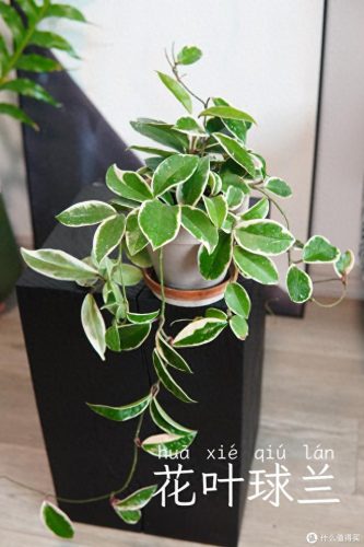 十大放心植物排行榜图片(十大最旺办公室的植物)插图51