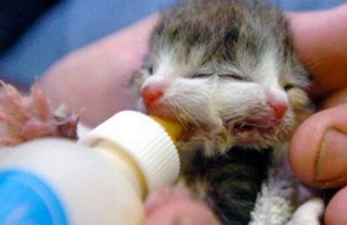 柬埔寨泰牛(六足巨人)