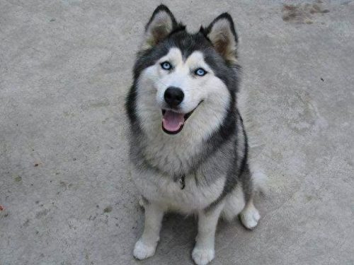 十大无攻击力犬排行榜(十大最干净最好养的中型犬)插图9