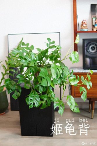 十大放心植物排行榜图片(十大最旺办公室的植物)插图15