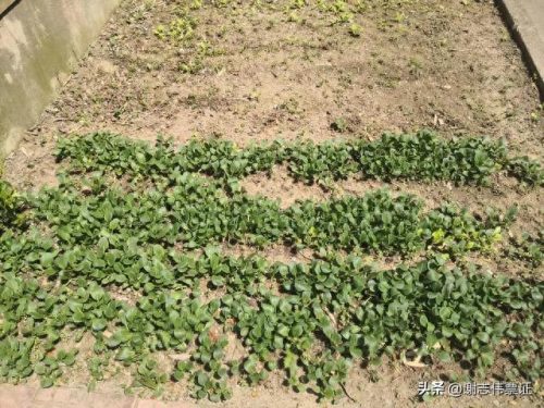 苏州家庭花卉肥料排名前十(国内知名花卉肥料品牌)插图7 苏州家庭花卉肥料排名前十(国内知名花卉肥料品牌)插图7