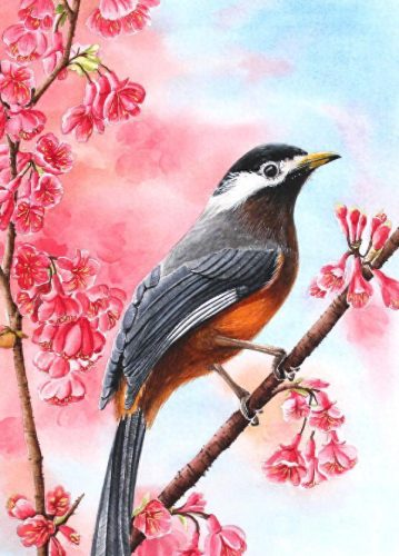 国家保护动物价格排名前十(麻雀是几级保护动物)插图1