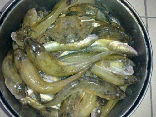 连云港钓鱼大师排名前十(侯德胜钓鱼大师)插图12 连云港钓鱼大师排名前十(侯德胜钓鱼大师)插图12