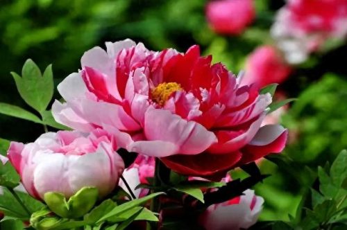 中国最美十大名花排行榜(真正的十大名花)插图9