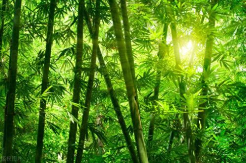 香薰十大品牌排行榜前十名(男装品牌十大排行榜)插图1