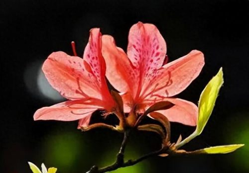 中国最美十大名花排行榜(真正的十大名花)插图46