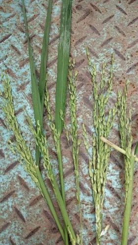 连云港水稻排名前十(目前连云港水稻价格)插图7 连云港水稻排名前十(目前连云港水稻价格)插图7