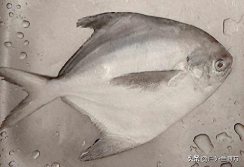 十大最凶猛的鱼排行榜名字(十大养不死鱼不用加氧)插图6