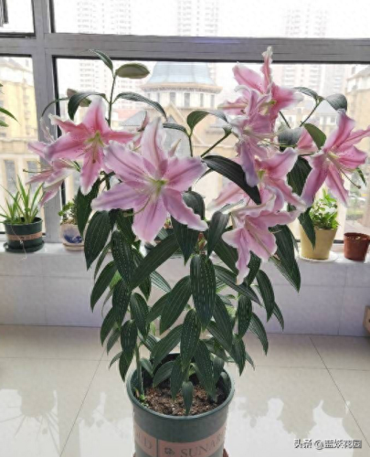 十大香水香味排行榜前十名(香水淡香排行榜前十名)插图5 十大香水香味排行榜前十名(香水淡香排行榜前十名)插图5