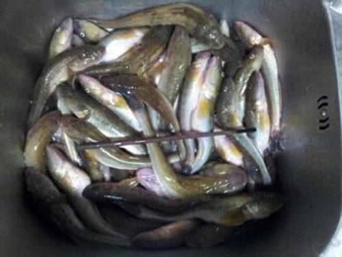 连云港钓鱼大师排名前十(侯德胜钓鱼大师)插图1 连云港钓鱼大师排名前十(侯德胜钓鱼大师)插图1