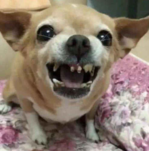 十大挑事的狗排行榜(体质最好的狗排行榜)插图4