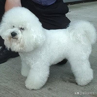 十大名牌小型犬排行榜图片(中国十大品牌小型犬)插图3