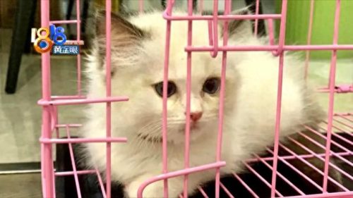 上城区天然猫粮排名前十(布偶猫专用猫粮排名)插图2