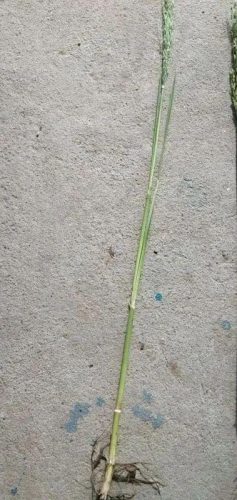 连云港水稻排名前十(目前连云港水稻价格)插图13 连云港水稻排名前十(目前连云港水稻价格)插图13