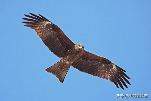 世界十大飞禽实力排行榜(中国十大飞禽排行榜)插图4