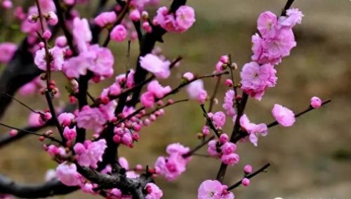 中国最美十大名花排行榜(真正的十大名花)插图7