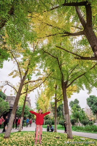 西安十大不坑景点排行榜(西安必打卡十大网红)插图26