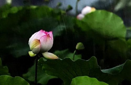 中国最美十大名花排行榜(真正的十大名花)插图54