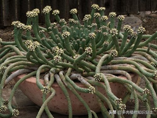 十大麒麟多肉排行榜第一(十大最受欢迎的多肉)插图