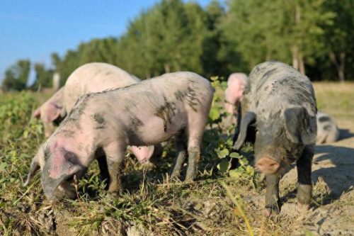 福建各县农产品排名前十(福建十大白酒排名)插图5