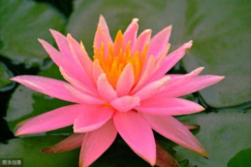 世界十大名花排行榜图片(全球十大名花排名)插图9