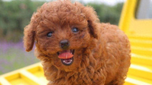 十大挑事的狗排行榜(体质最好的狗排行榜)插图6