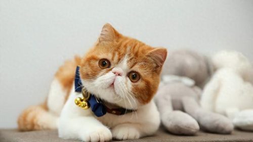 十大猫价格排行榜图片(养英短猫十大禁忌)插图7