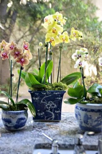 中国最美十大名花排行榜(真正的十大名花)插图23