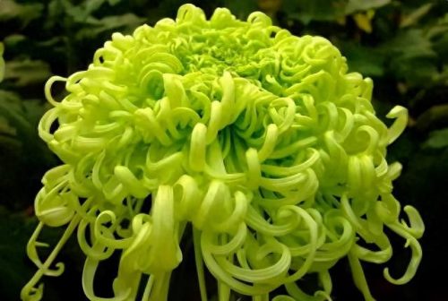 中国最美十大名花排行榜(真正的十大名花)插图19
