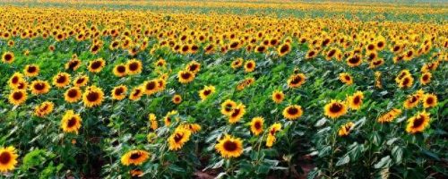 向日葵十大品牌排行榜(老站长推荐向日葵)插图3