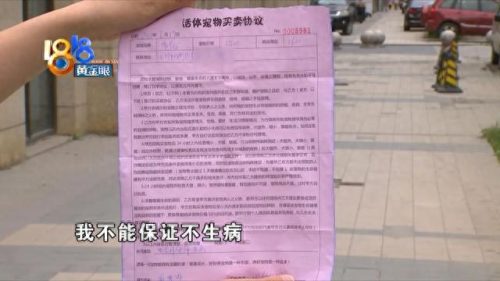 上城区天然猫粮排名前十(布偶猫专用猫粮排名)插图6