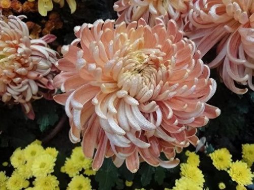 中国最美十大名花排行榜(真正的十大名花)插图17