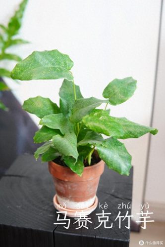 十大放心植物排行榜图片(十大最旺办公室的植物)插图31