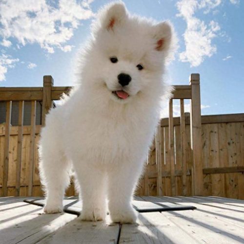 十大无攻击力犬排行榜(十大最干净最好养的中型犬)插图1