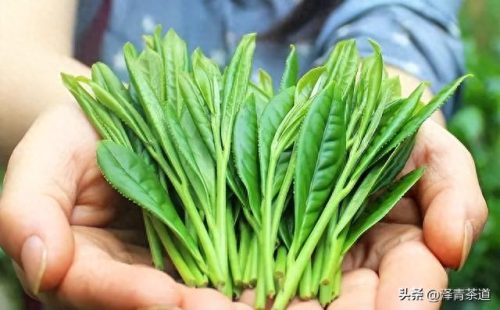 十大茶叶产品排行榜前十名(过期茶叶十大妙用)插图6