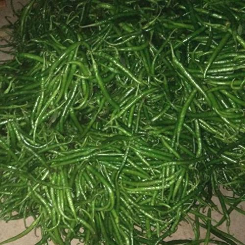 线椒种子十大排行榜(全国出名的线椒种子)插图9