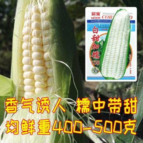 十大彩甜糯玉米品种排行榜(糯玉米品种前十名)插图 十大彩甜糯玉米品种排行榜(糯玉米品种前十名)插图