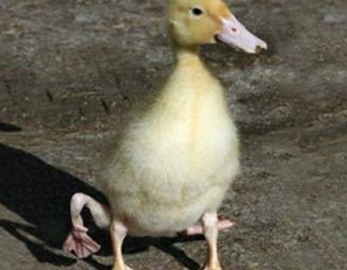 柬埔寨泰牛(六足巨人)插图7 柬埔寨泰牛(六足巨人)插图7