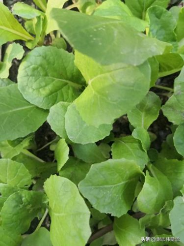 苏州家庭花卉肥料排名前十(国内知名花卉肥料品牌)插图3 苏州家庭花卉肥料排名前十(国内知名花卉肥料品牌)插图3