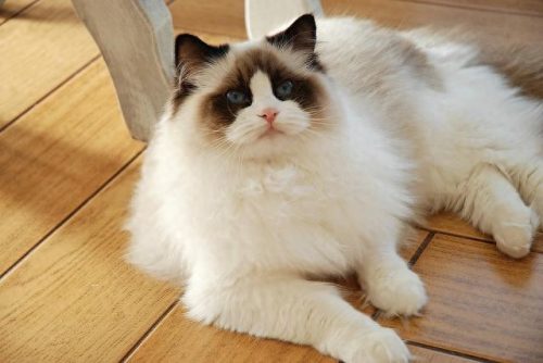 十大猫价格排行榜图片(养英短猫十大禁忌)插图10