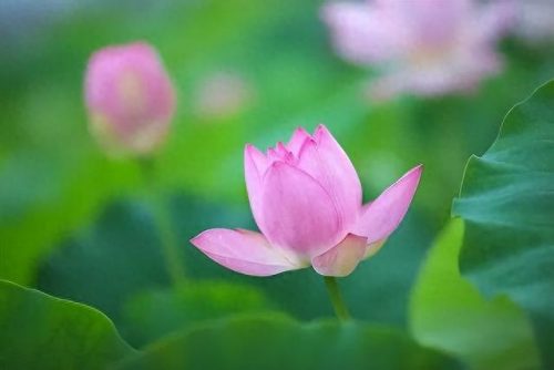 中国最美十大名花排行榜(真正的十大名花)插图56