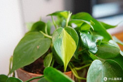 十大放心植物排行榜图片(十大最旺办公室的植物)插图44