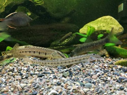 十大野生观赏鱼排行榜(中国本土观赏鱼大全)插图2