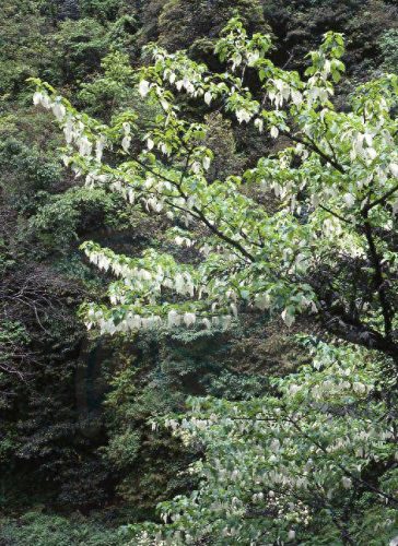 十大最长寿的树种排行榜(中国十大珍贵树种图片)插图