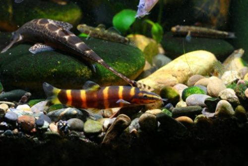 十大野生观赏鱼排行榜(中国本土观赏鱼大全)插图5