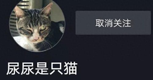 十大萌宠主播排行榜最新(十大宠物主播排行)插图2 十大萌宠主播排行榜最新(十大宠物主播排行)插图2