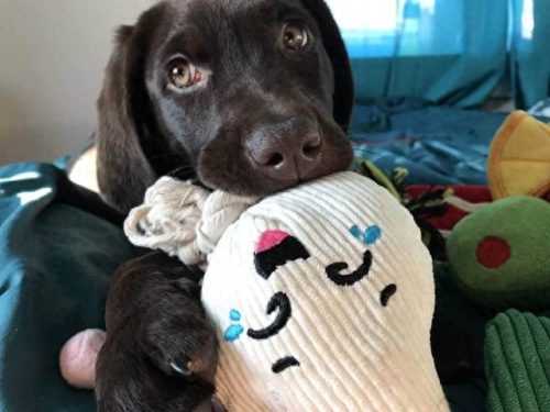 十大无攻击力犬排行榜(十大最干净最好养的中型犬)插图7